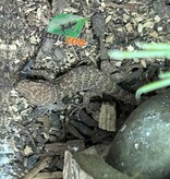 Magazoo Gecko de Bynoe