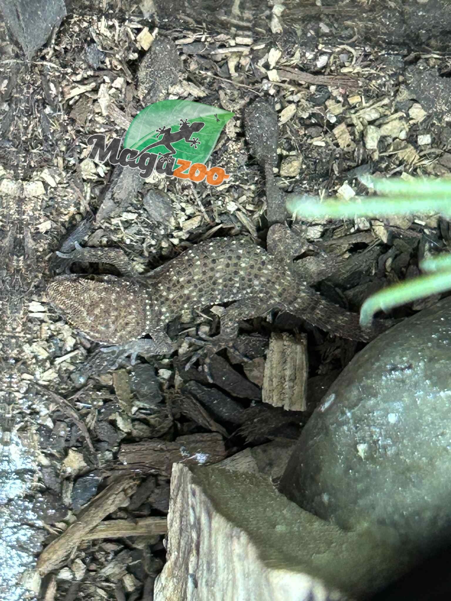 Magazoo Gecko de Bynoe #2