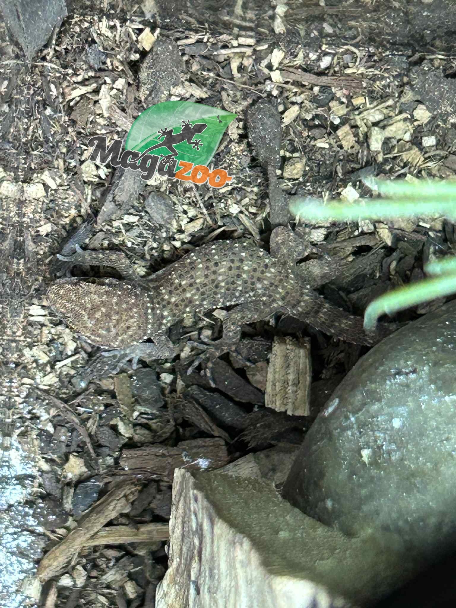 Magazoo Gecko de Bynoe