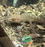 Magazoo Gecko de Bynoe #2