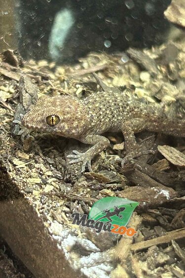 Magazoo Gecko de Bynoe