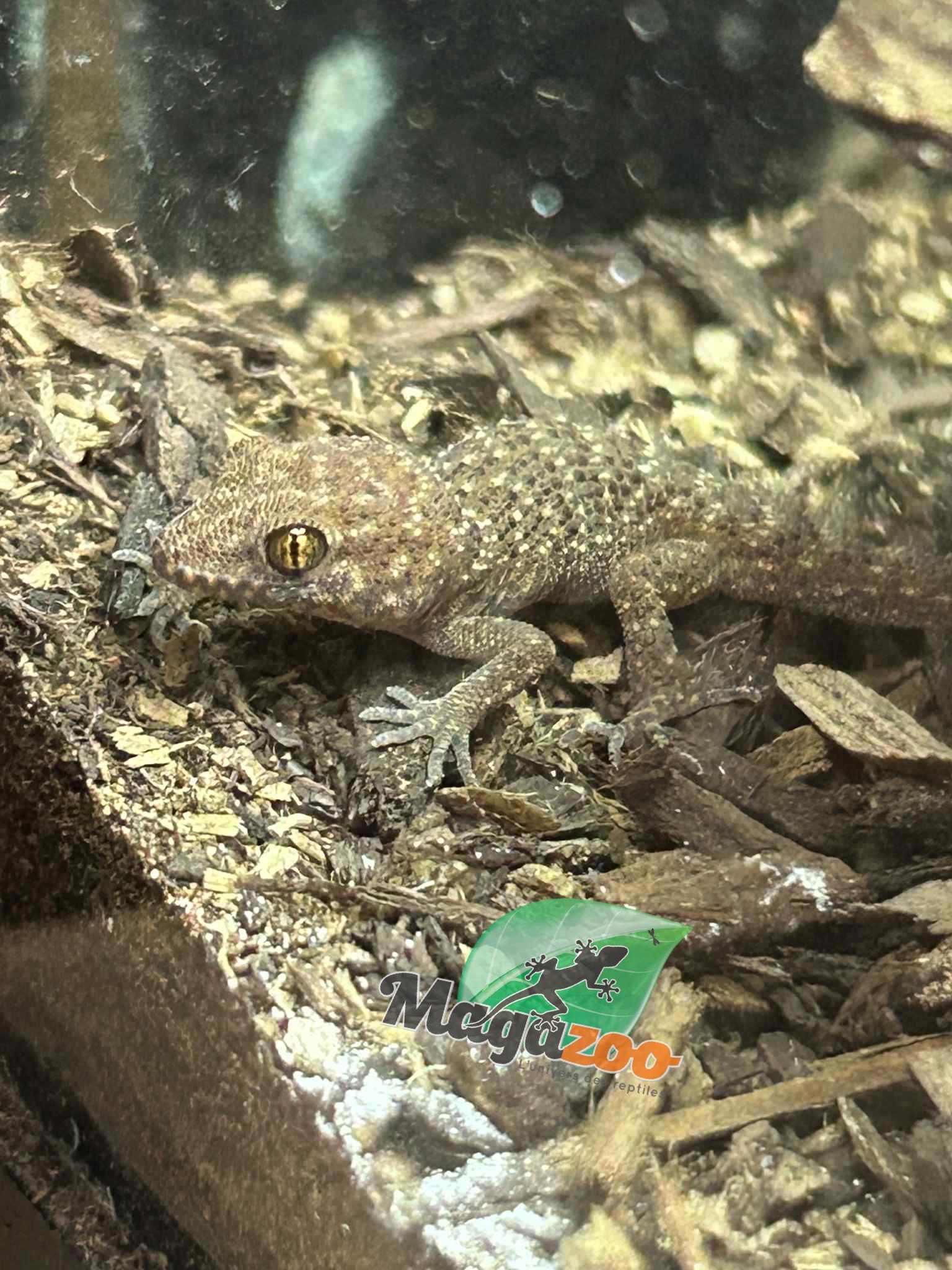 Magazoo Gecko de Bynoe