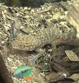 Magazoo Bynoe's Gecko #2