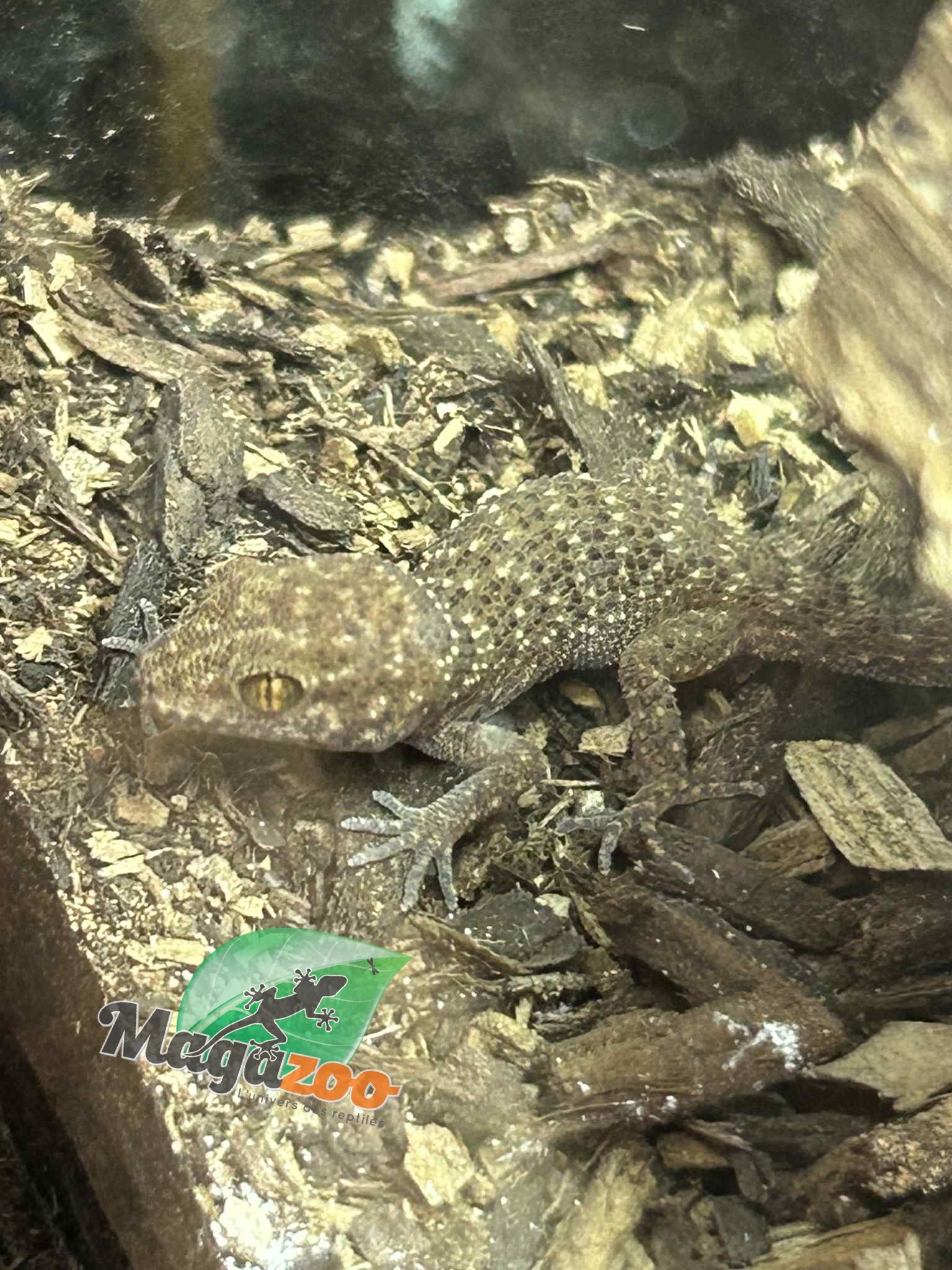 Magazoo Gecko de Bynoe #2