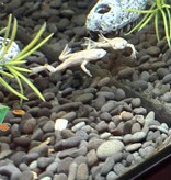 Magazoo Platine African dwarf frog