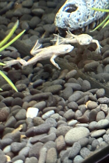 Magazoo Platine African dwarf frog