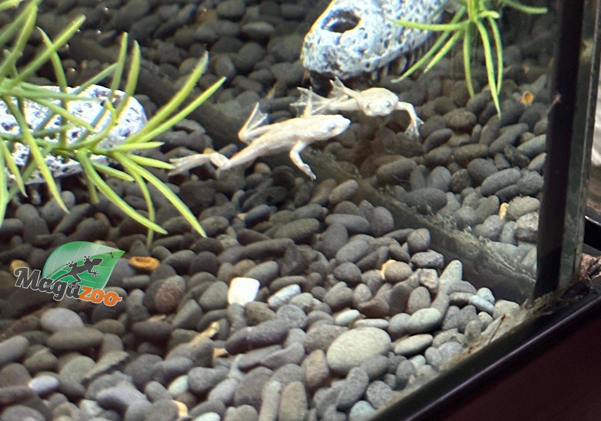 Magazoo Platine African dwarf frog