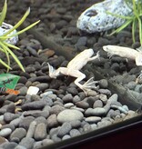 Magazoo Platine African dwarf frog