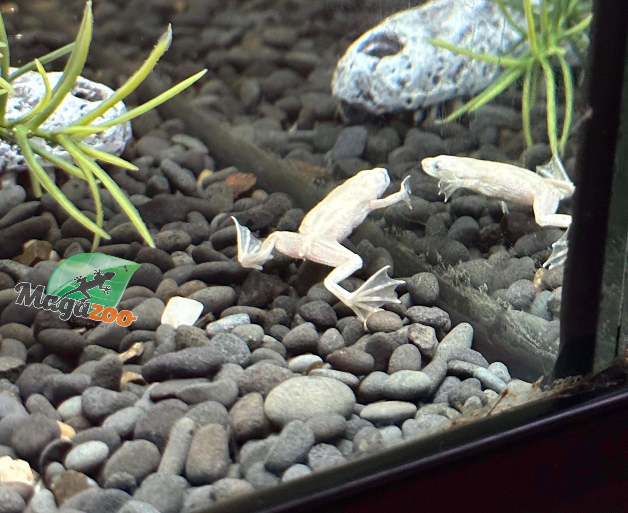 Magazoo Platine African dwarf frog