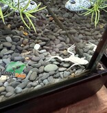 Magazoo Platine African dwarf frog