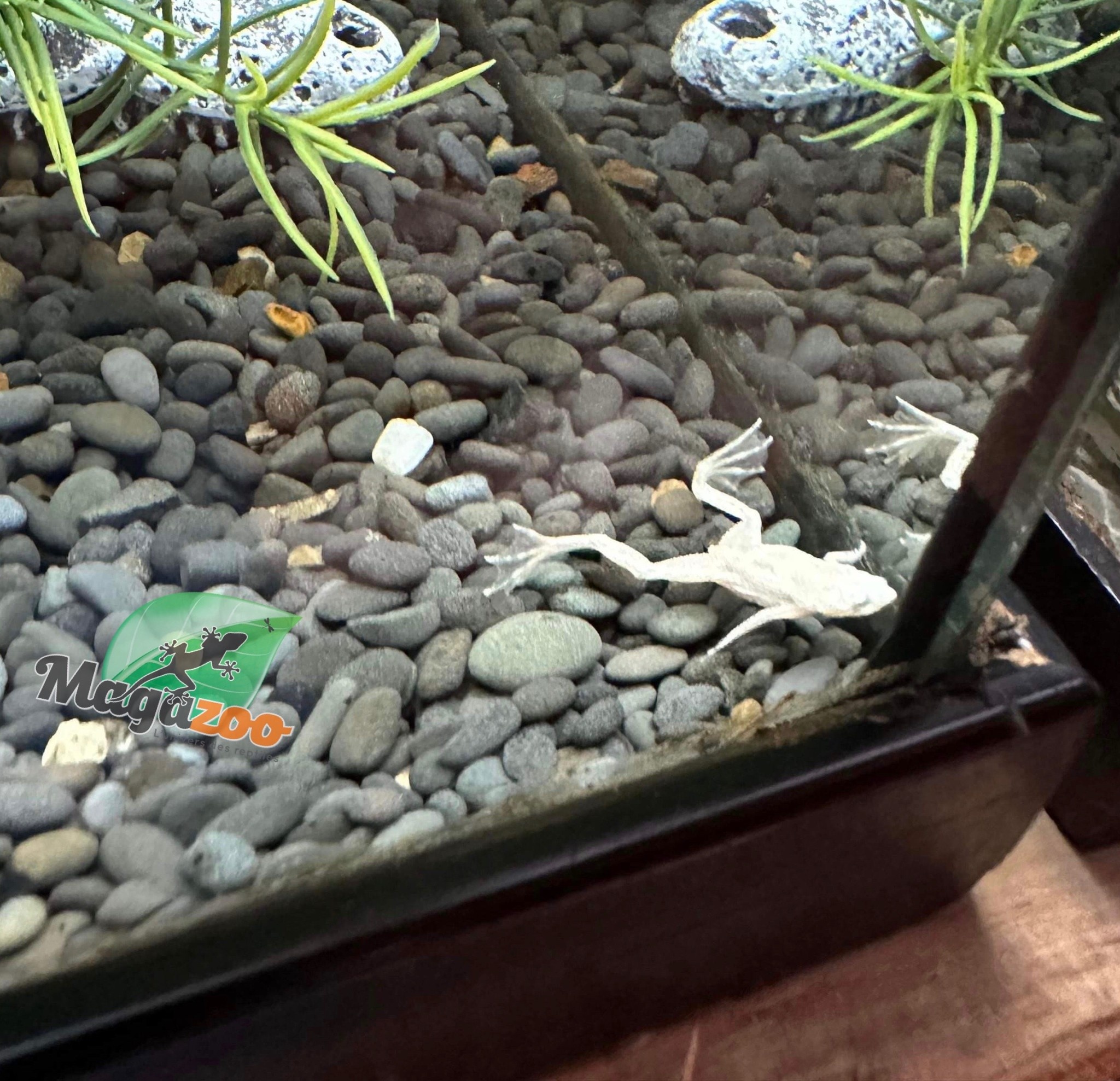 Magazoo Platine African dwarf frog