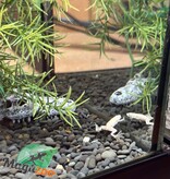 Magazoo Platine African dwarf frog