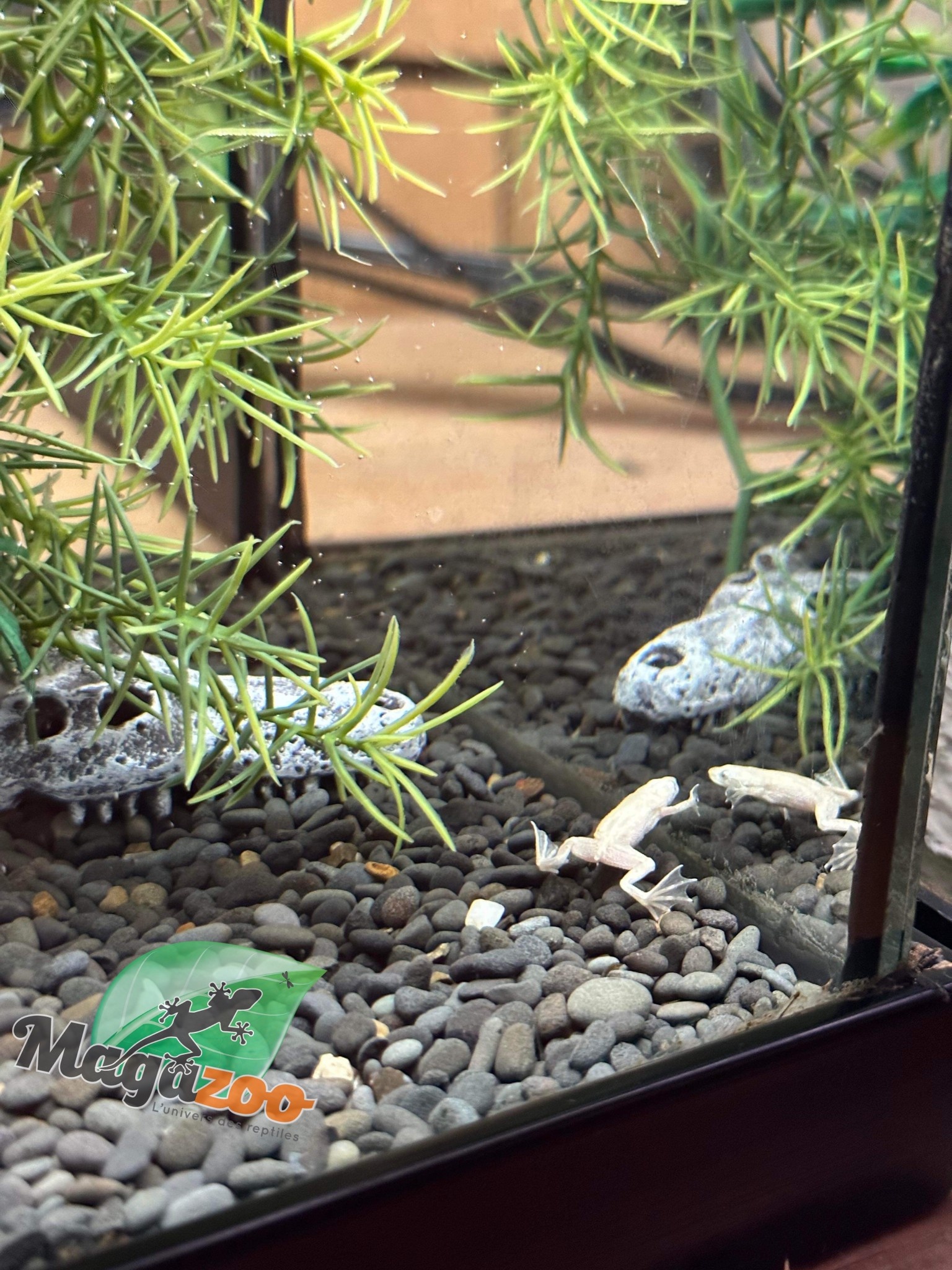 Magazoo Platine African dwarf frog