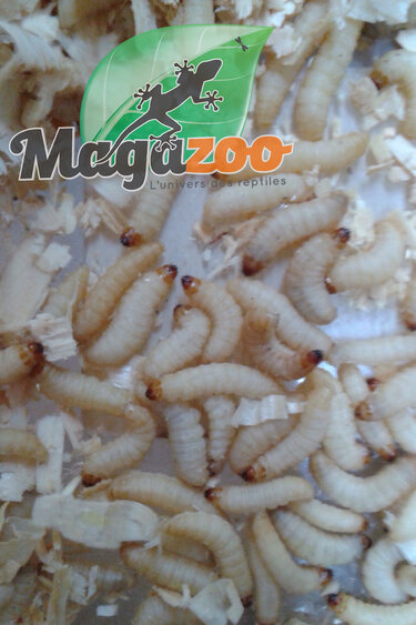 Magazoo Vers ciré - wax worm aprox. 250