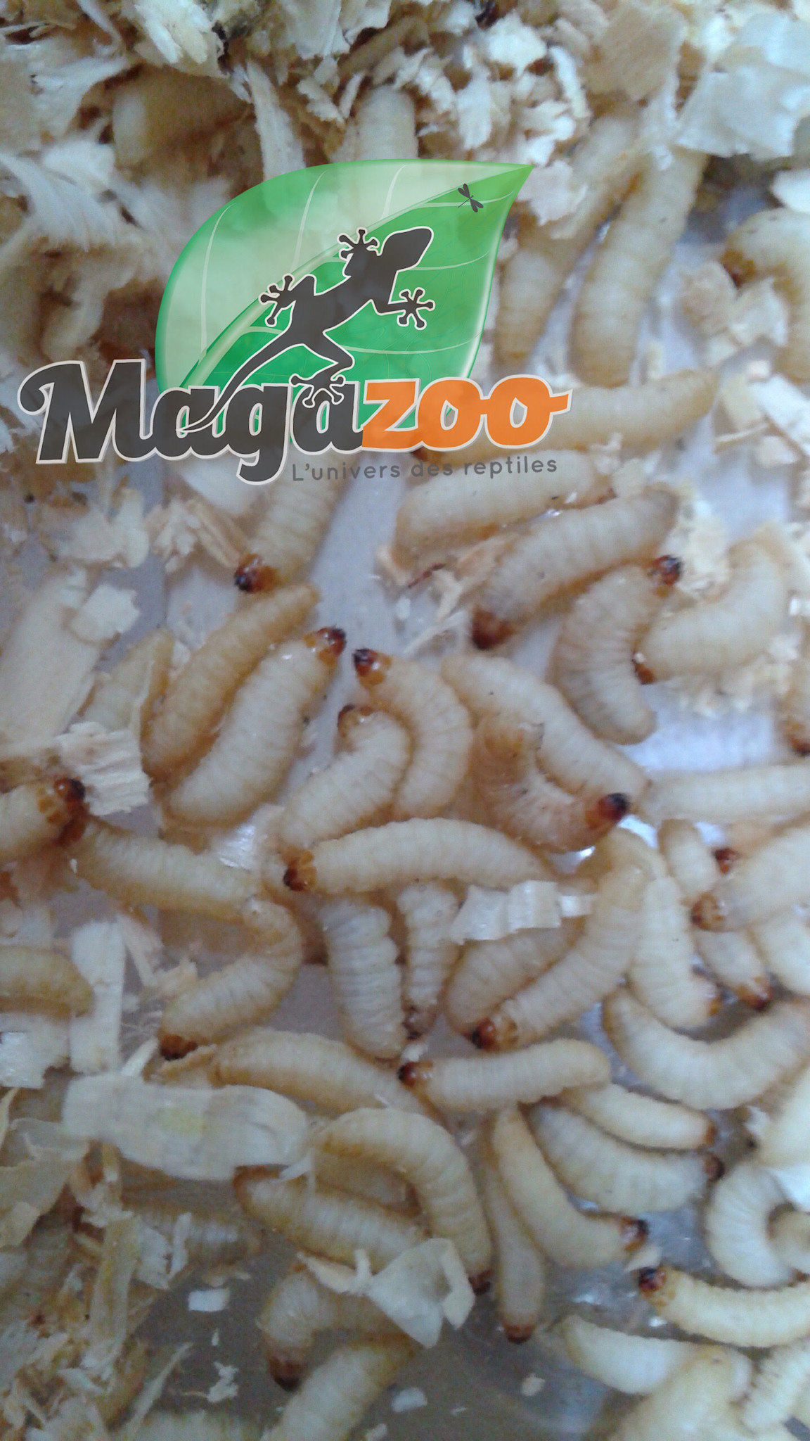 Magazoo Vers ciré - wax worm aprox. 250