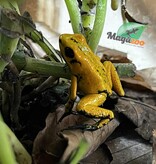 Magazoo Grenouille poison Phyllobates terribilis Jaune bébé