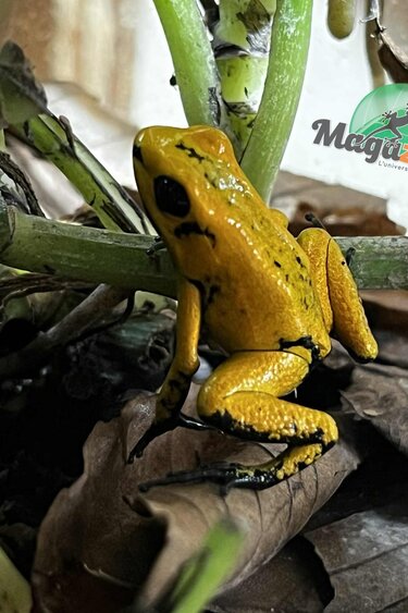 Magazoo Grenouille poison Phyllobates terribilis Jaune bébé