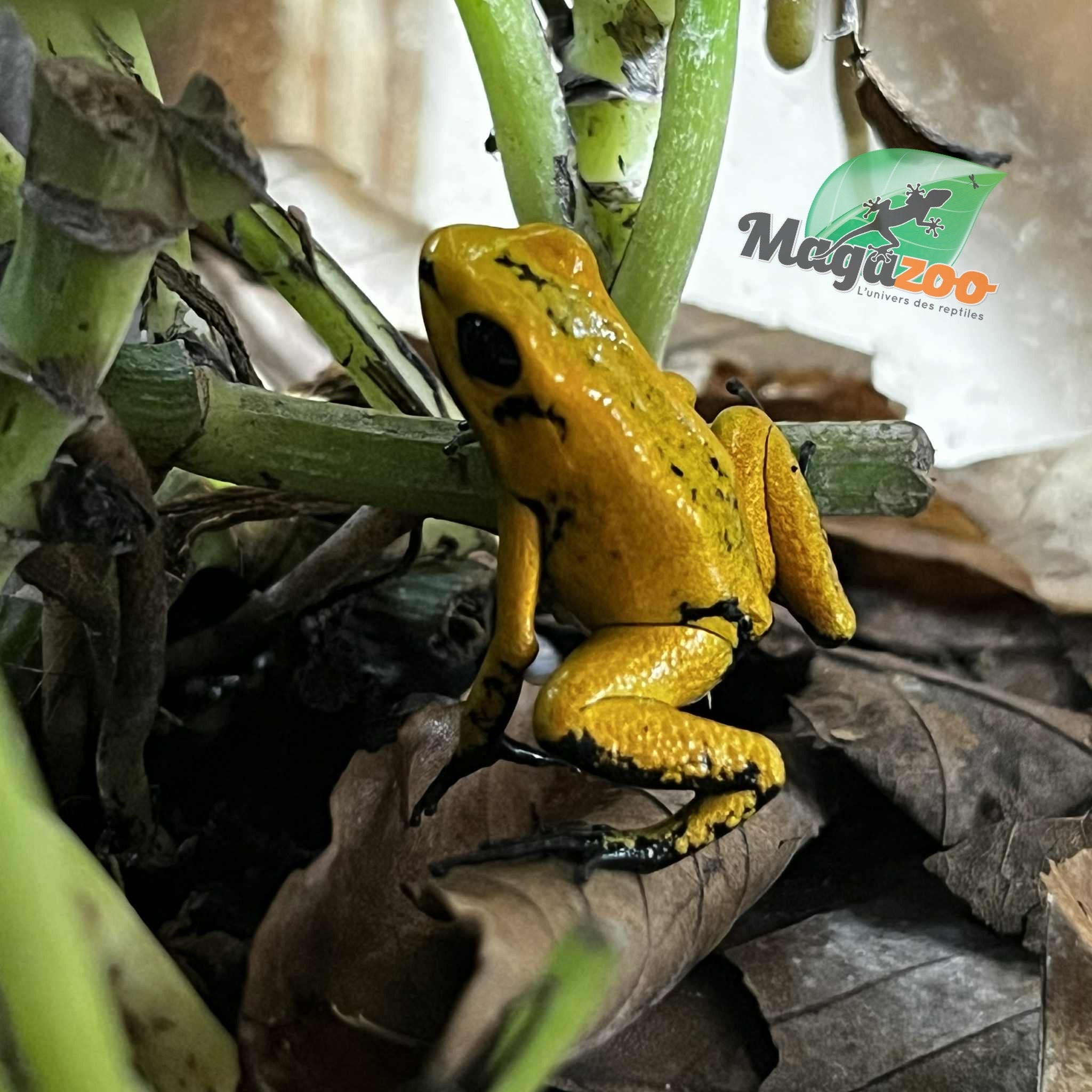 Magazoo Grenouille poison Phyllobates terribilis Jaune bébé