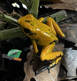 Magazoo Baby Golden frog poison