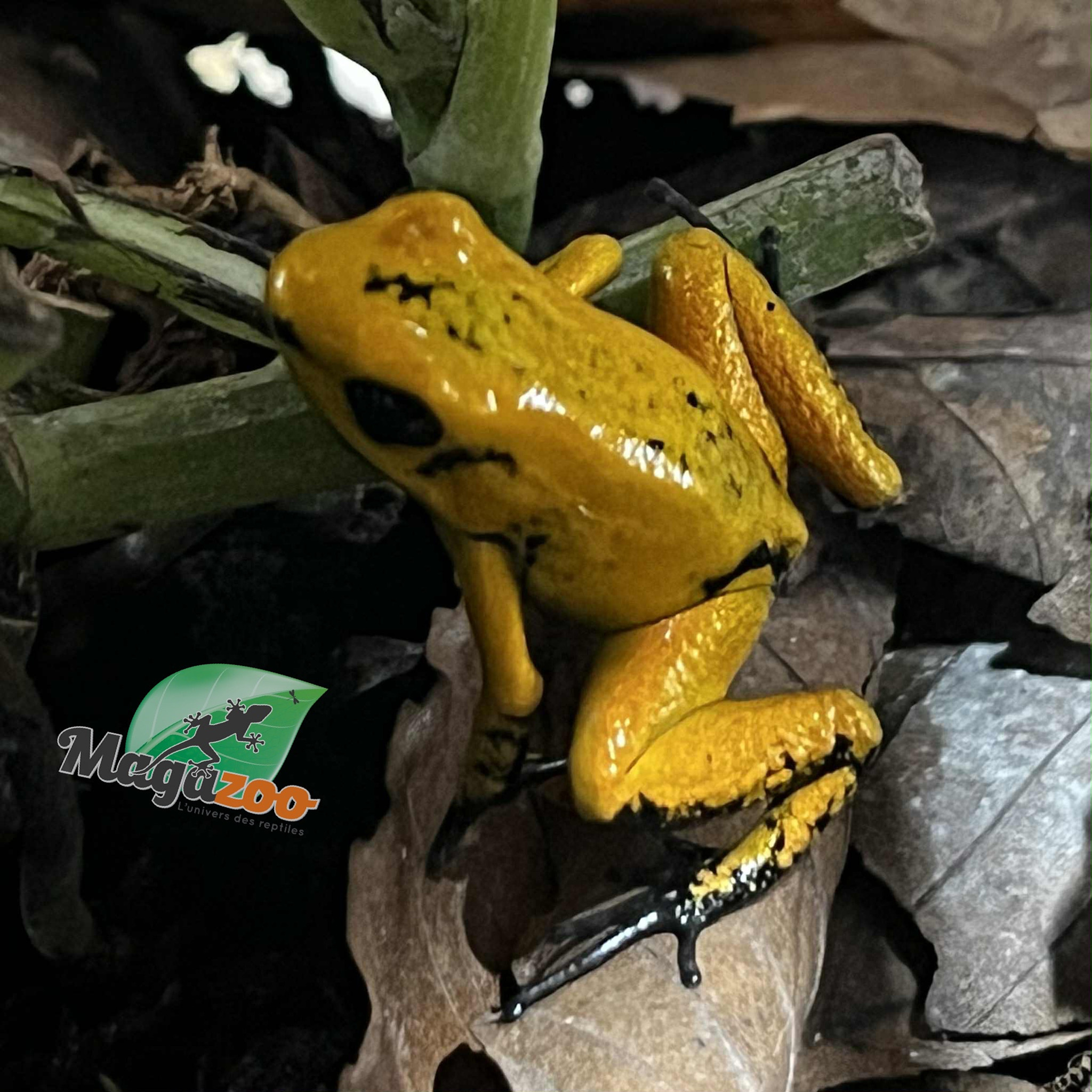 Magazoo Grenouille poison Phyllobates terribilis Jaune bébé