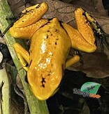 Magazoo Baby Golden frog poison