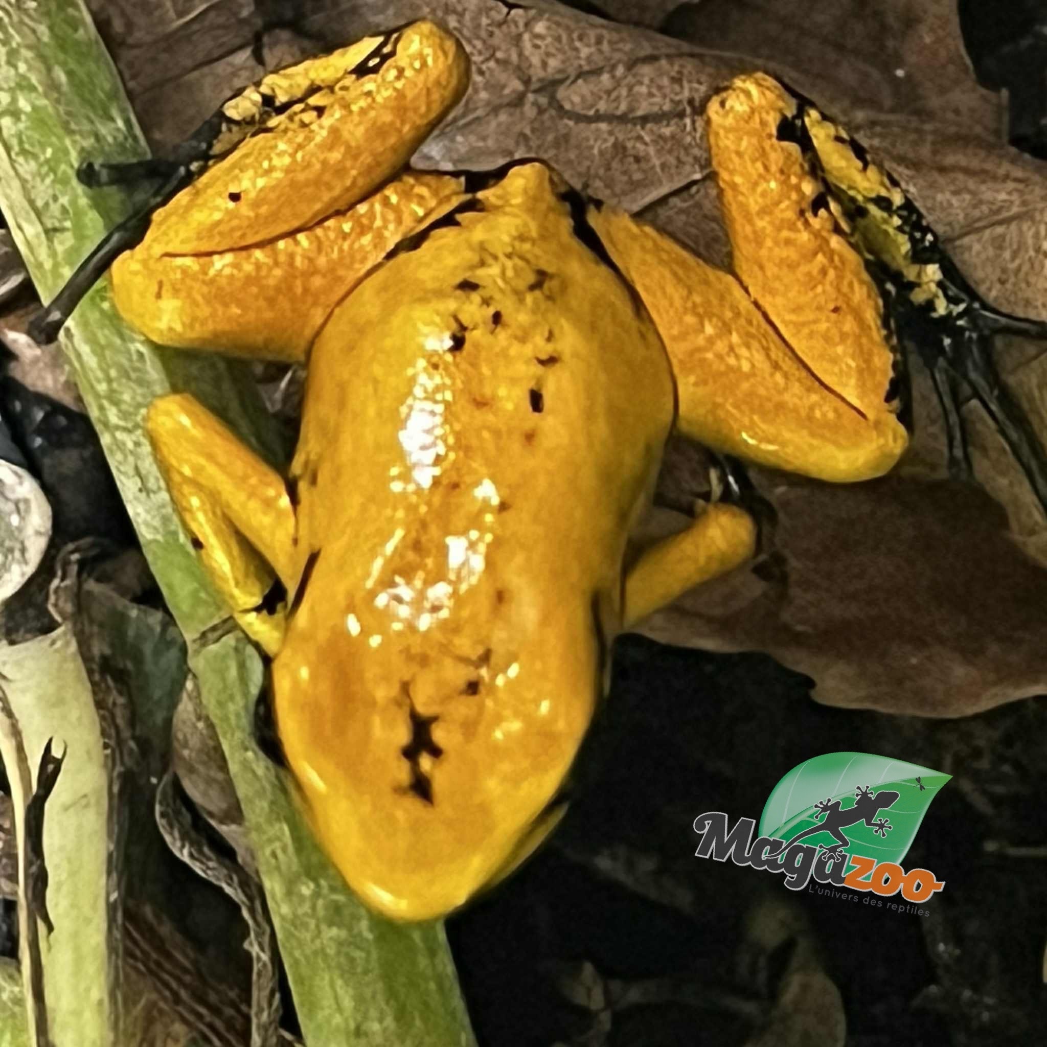 Magazoo Baby Golden frog poison