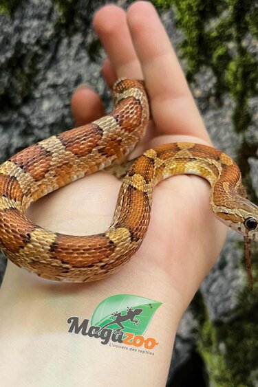 Magazoo Serpent des blés régulier Juvénile (D.H. Caramel Blood)