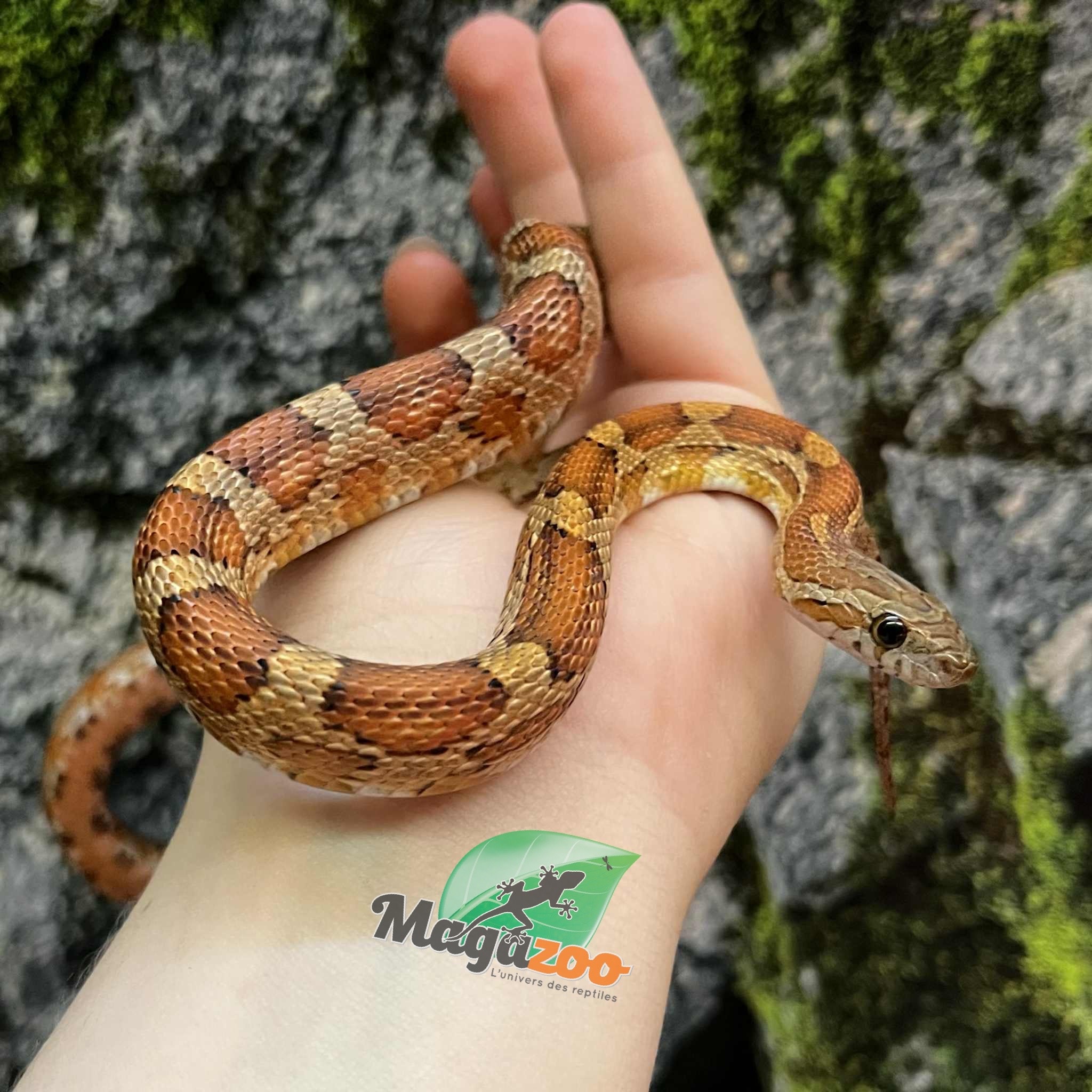 Magazoo Serpent des blés régulier Juvénile (D.H. Caramel Blood)