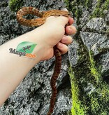 Magazoo Regular Juvénile Corn Snake (D.H. Caramel Blood)