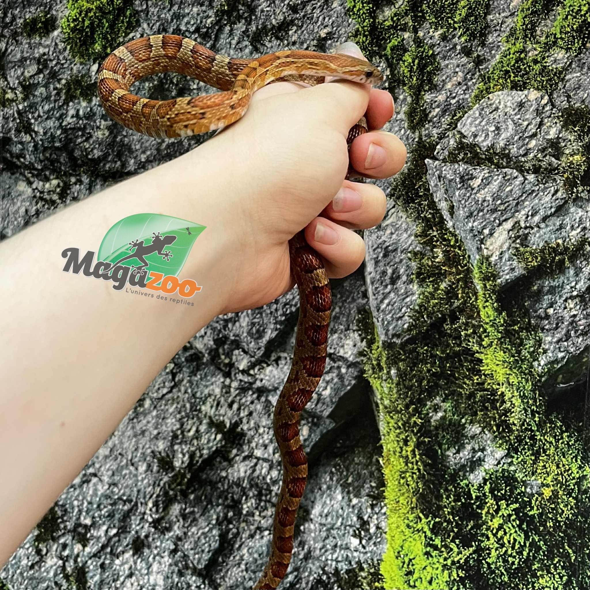 Magazoo Regular Juvénile Corn Snake (D.H. Caramel Blood)