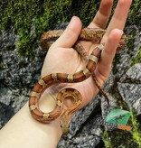 Magazoo Regular Juvénile Corn Snake (D.H. Caramel Blood)