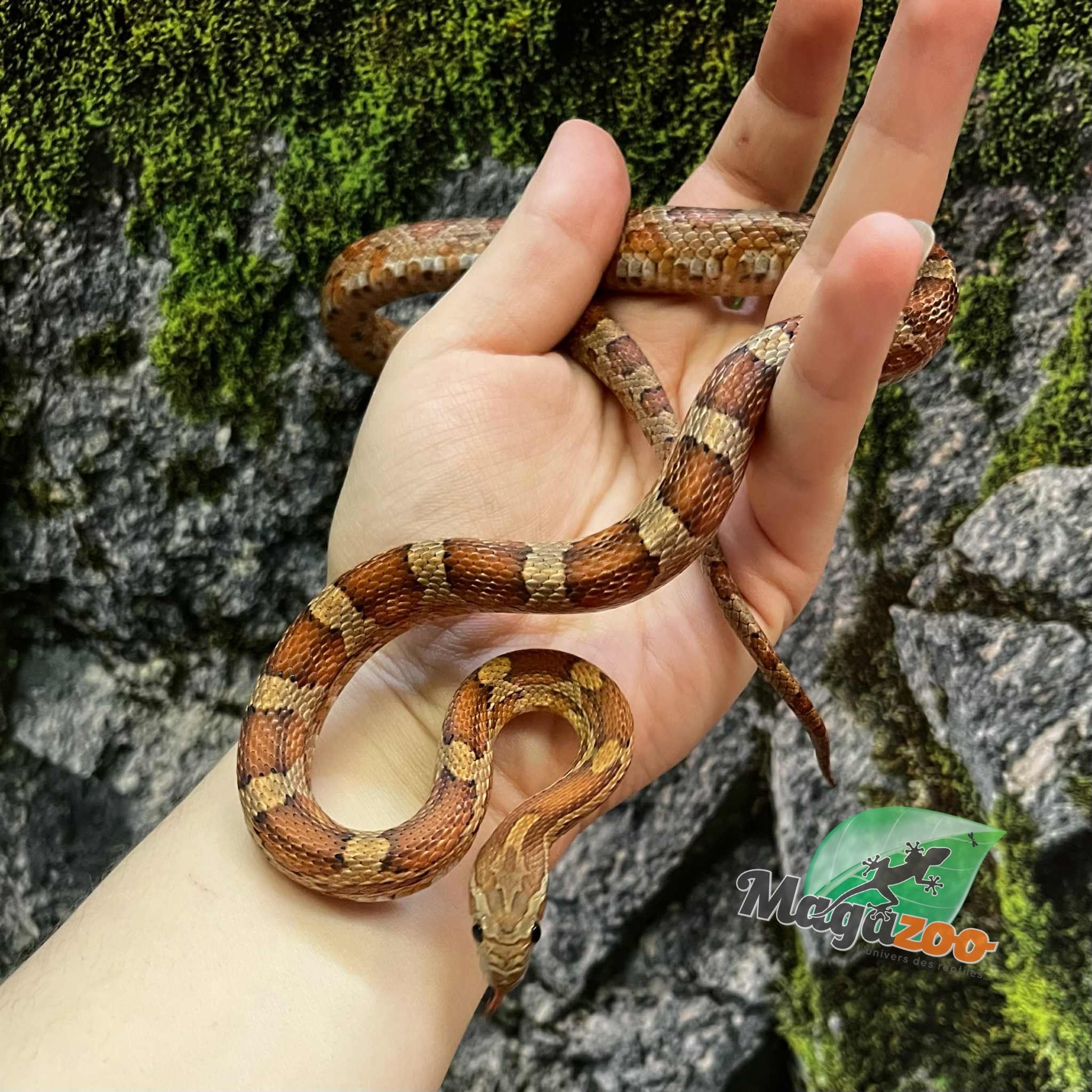 Magazoo Serpent des blés régulier Juvénile (D.H. Caramel Blood)