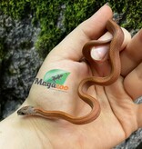 Magazoo Serpent des blés Bloodred stripe Femelle  (02-07-25)