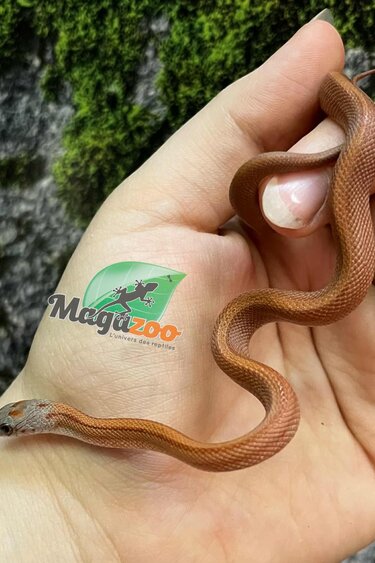 Magazoo Serpent des blés Bloodred stripe Femelle  (02-07-25)