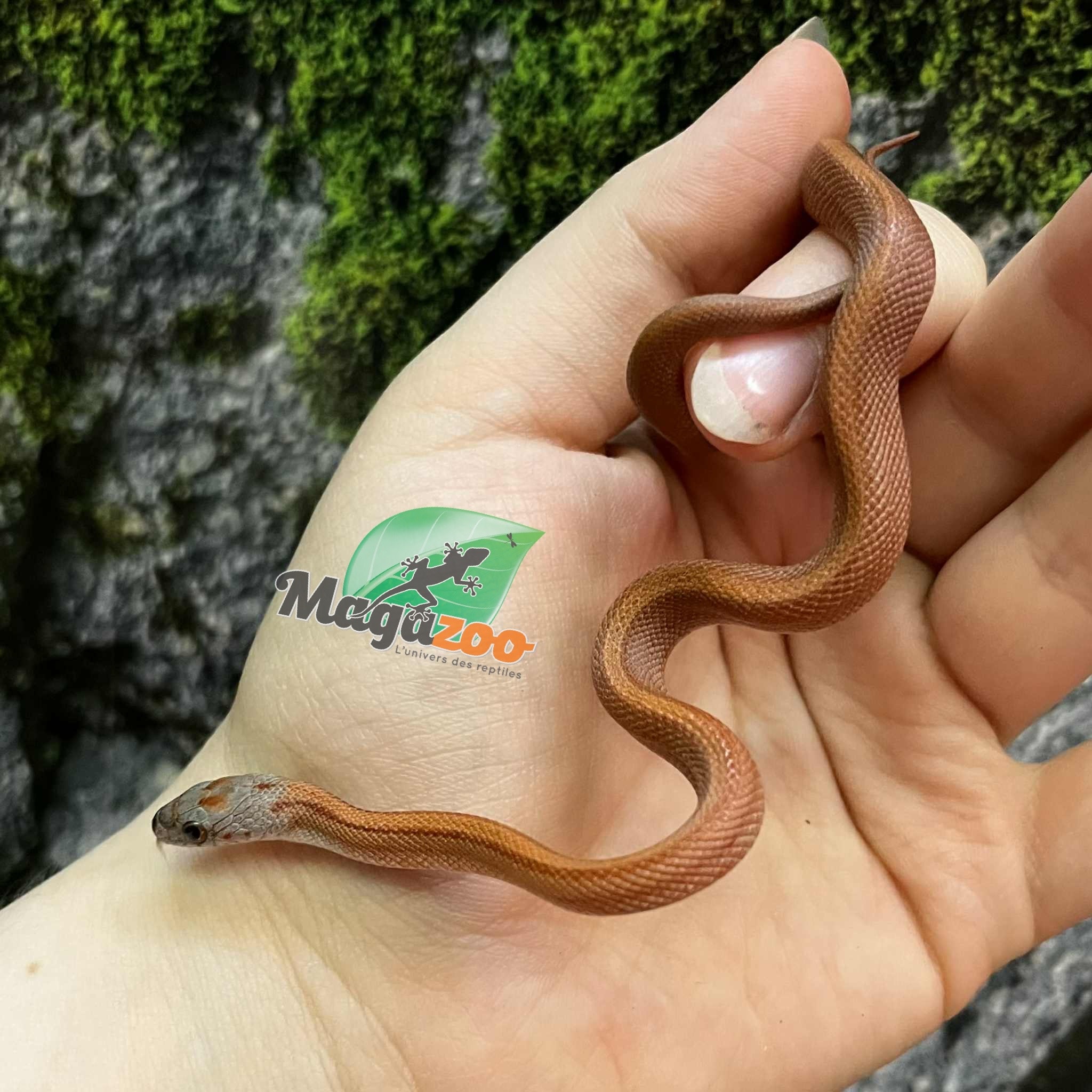 Magazoo Serpent des blés Bloodred stripe Femelle  (02-07-25)