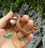 Magazoo Bloodred Female Corn snake (05-07-25)