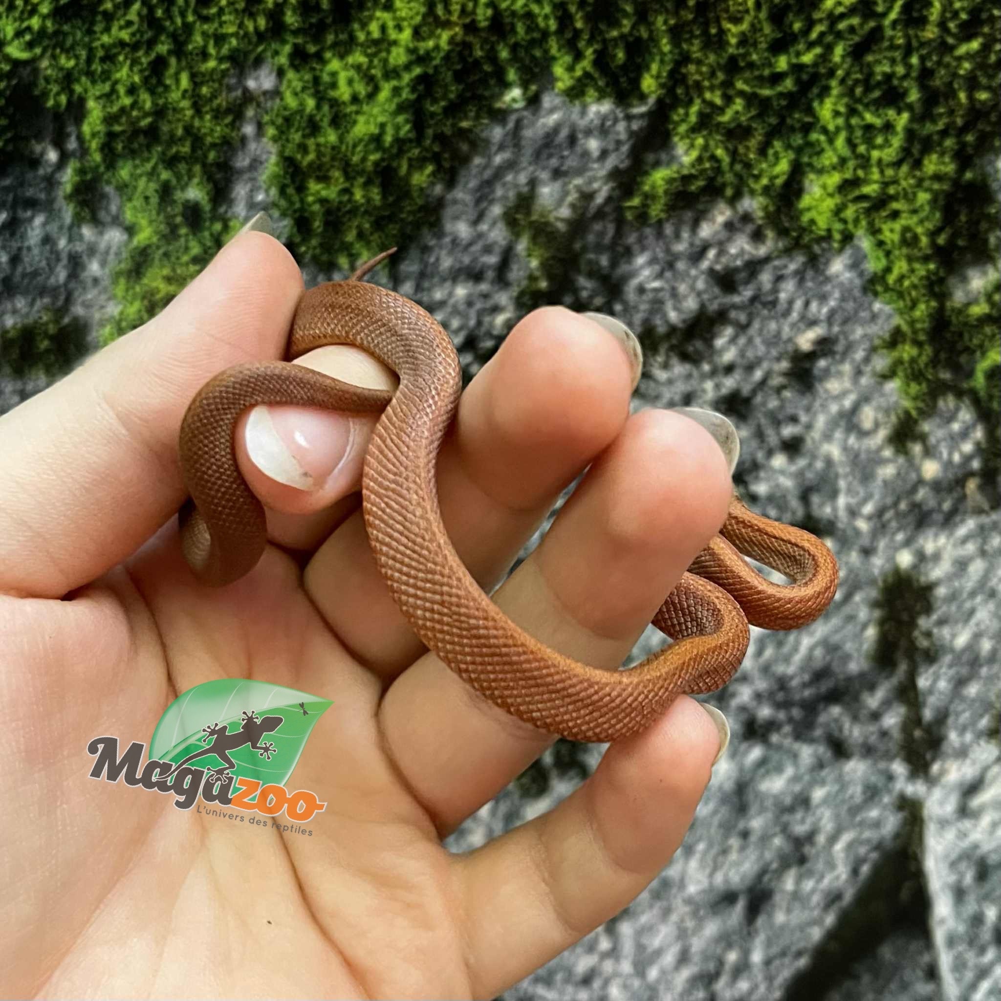 Magazoo Bloodred Female Corn snake (05-07-25)