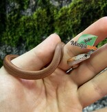 Magazoo Bloodred Female Corn snake (05-07-25)