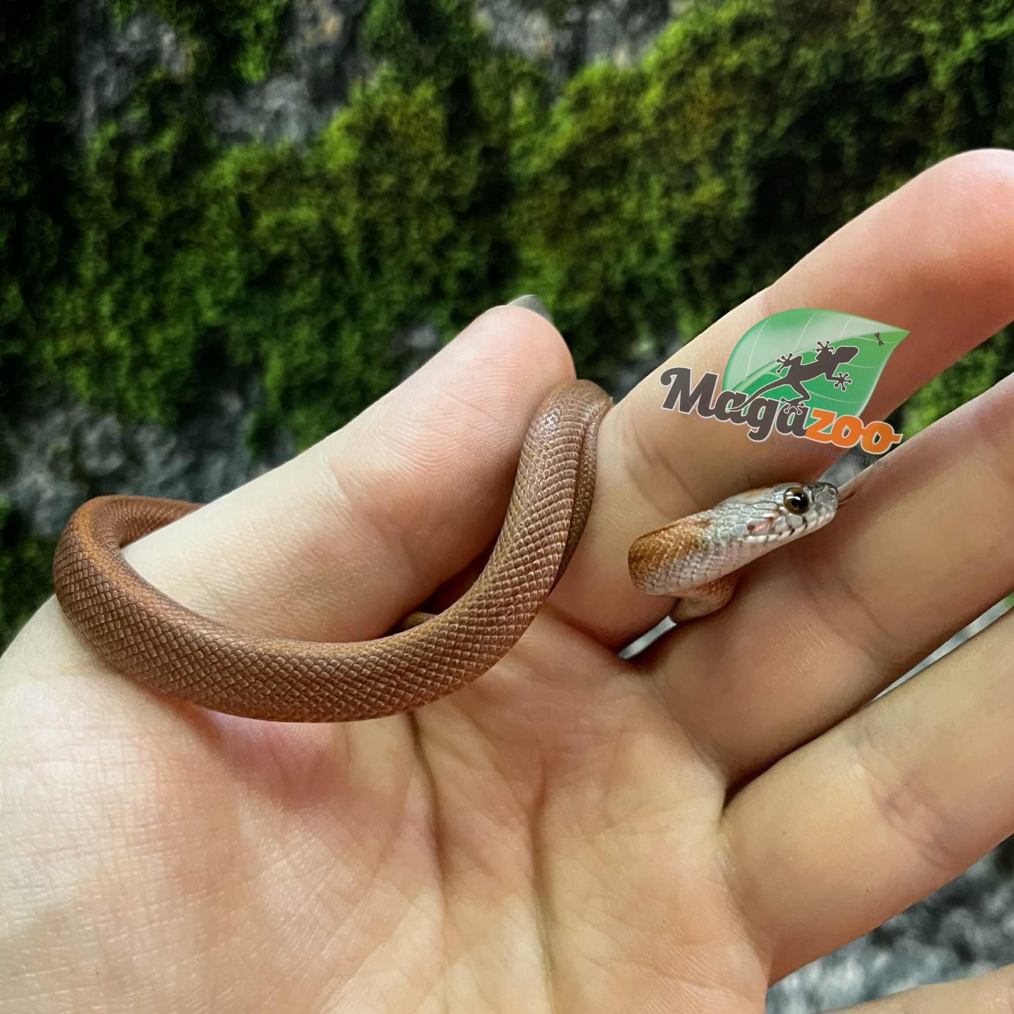 Magazoo Bloodred Female Corn snake (05-07-25)