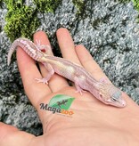 Magazoo Axanthic Macksnow Albino Female Leopard gecko 05/25/25