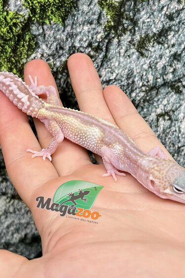 Magazoo Axanthic Macksnow Albino Female Leopard gecko 05/25/25