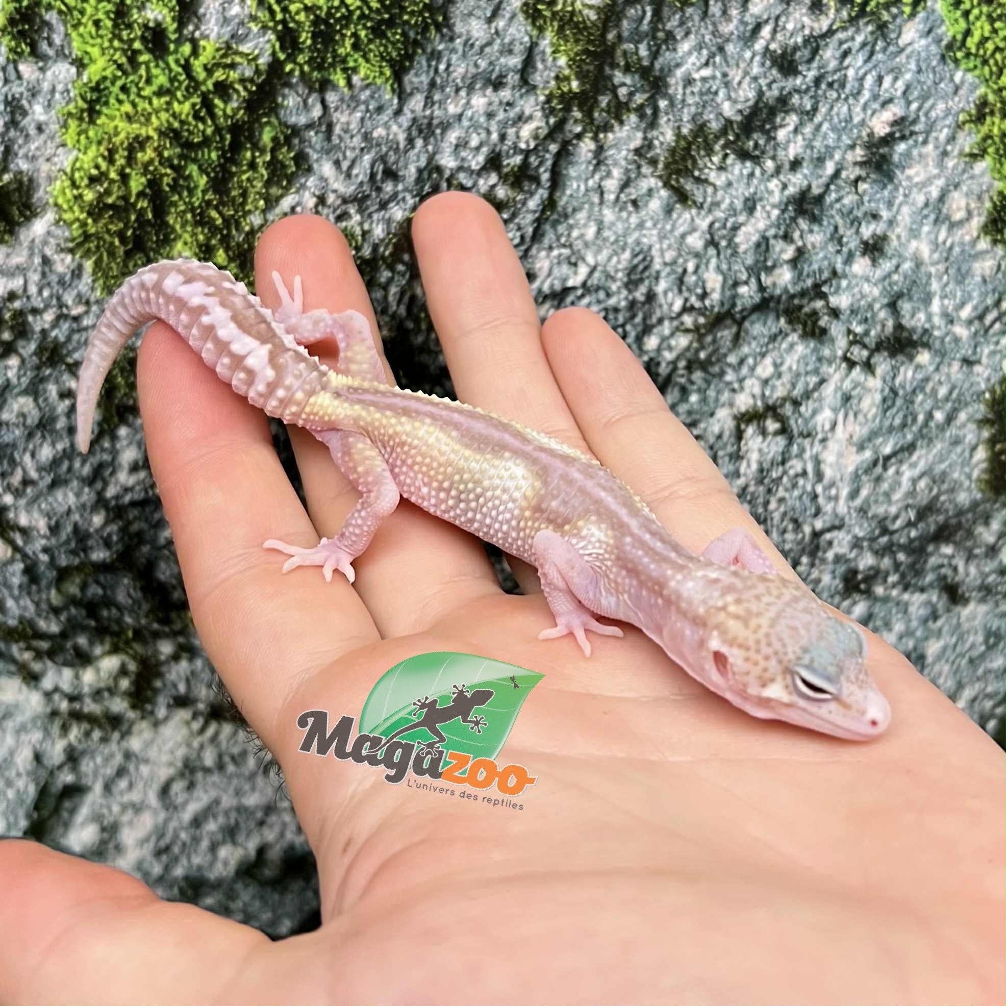 Magazoo Gecko Léopard Axanthic Macksnow Albino Femelle  25/05/25
