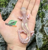 Magazoo Gecko Léopard Axanthic Macksnow Albino Femelle  25/05/25