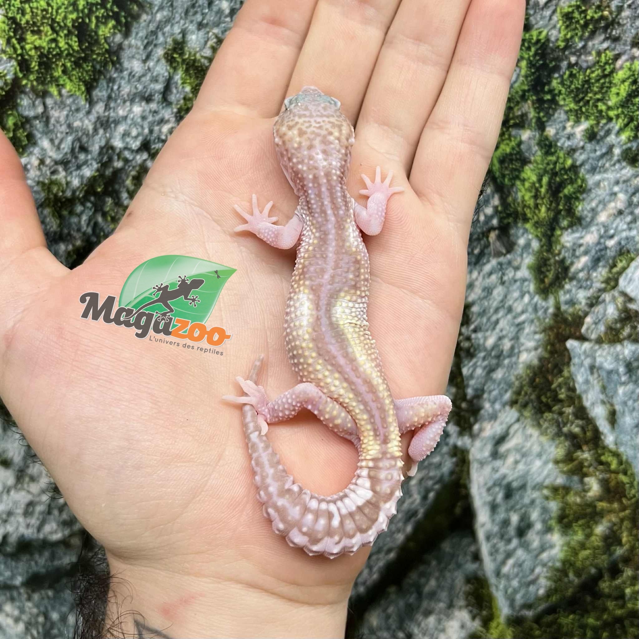 Magazoo Gecko Léopard Axanthic Macksnow Albino Femelle  25/05/25