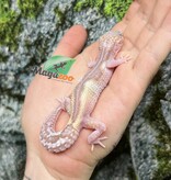 Magazoo Gecko Léopard Axanthic Macksnow Albino Femelle  25/05/25