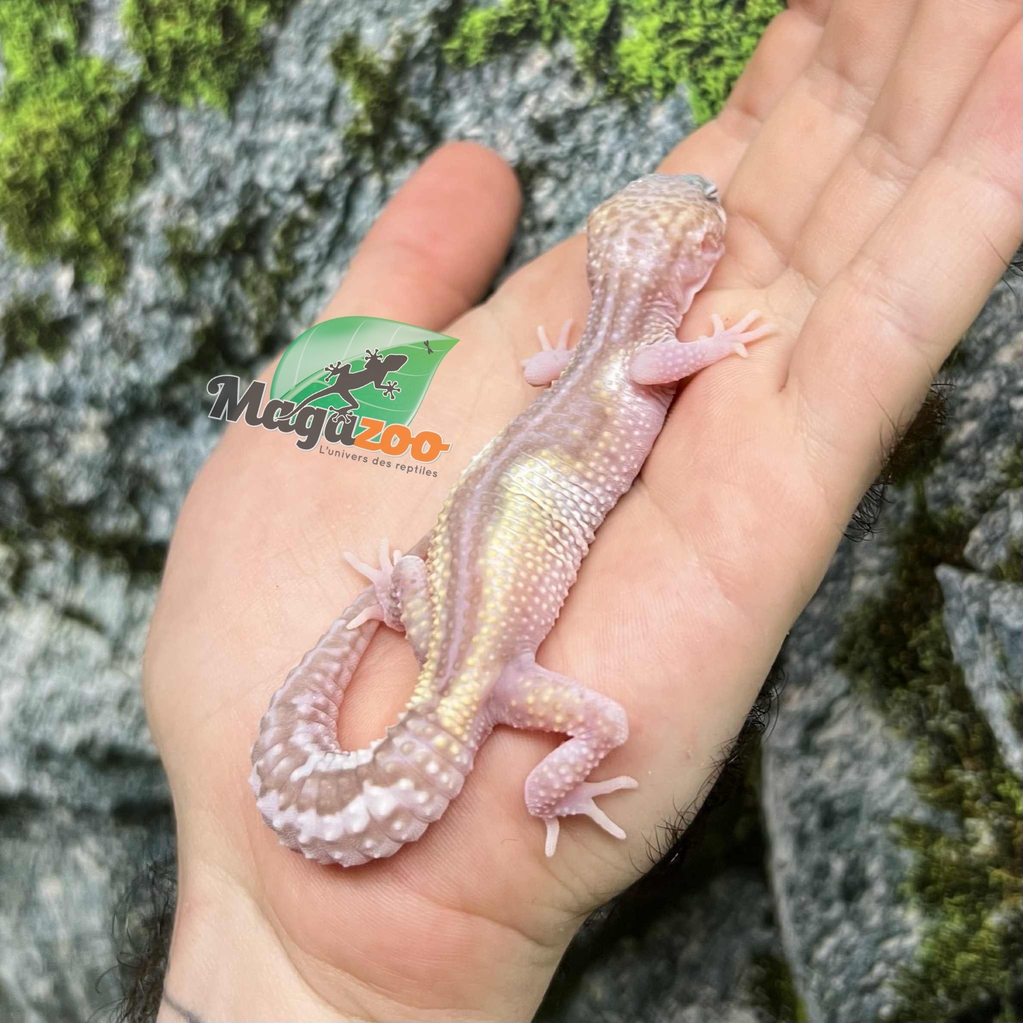 Magazoo Gecko Léopard Axanthic Macksnow Albino Femelle  25/05/25