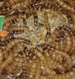 Magazoo Worm box Giant mealworms super worm: apx 1000