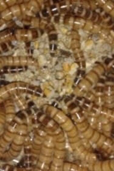 Magazoo Worm box Giant mealworms super worm: apx 1000