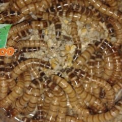 Magazoo Worm box Giant mealworms super worm: apx 1000