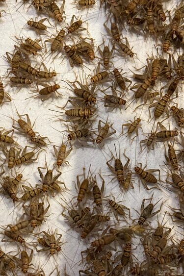 Magazoo Banded Cricket 3/4" (Gryllodes sigillatus)